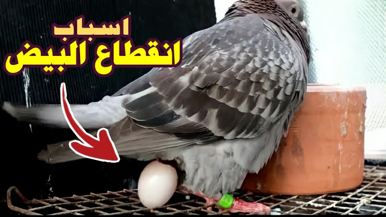 اسباب انقطاع بيض الحمام وقله الانتاج