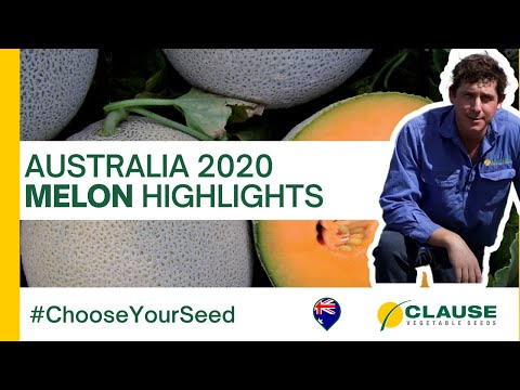 Video: Täidisega Melon