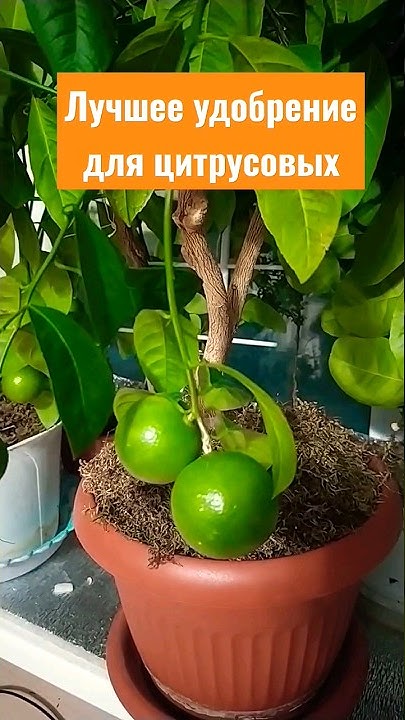 Цитрус полив. Мандарин на подоконнике. hotspot апельсин мандарин. одиннадцать апельсинов мандаринов и лимонов. чем удобрять цитрусовые.