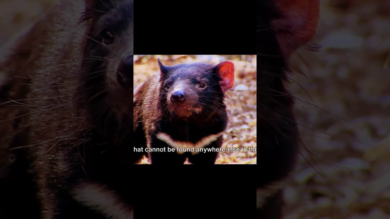 Encounter the Rare Tasmanian Devil in Tasmania