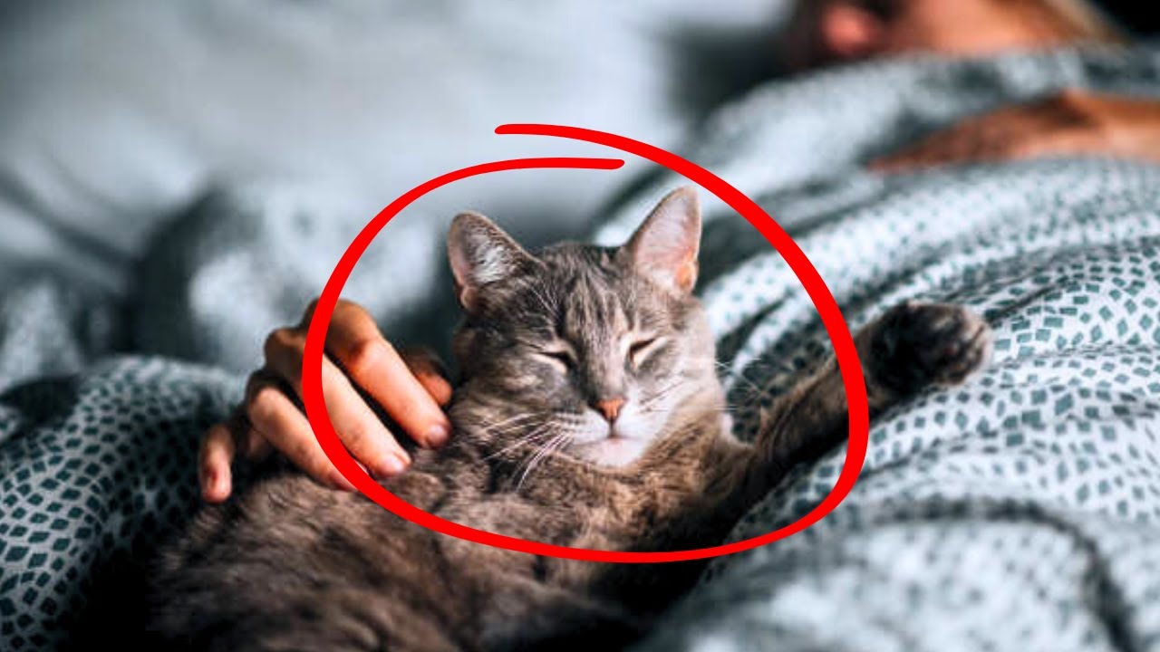 Why Does My Cat Sleep With Me 7 Reasons You’ll Love to Know - YouTube
