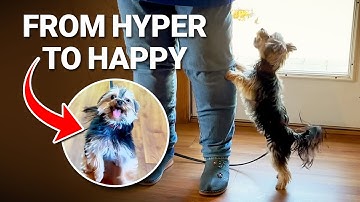 1 Trick That Will Calm an OVERLY EXCITED Dog!