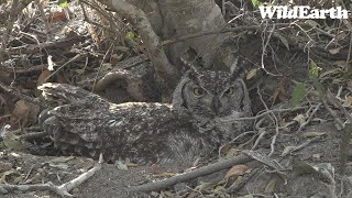 WildEarth - Sunrise Safari -  19 September 2023