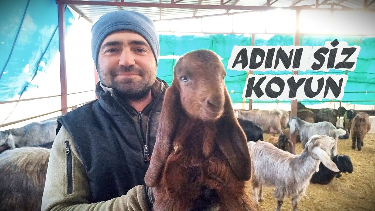 DOĞUMLAR BAŞLADI | İsim Önerisi | Halep Keçisi