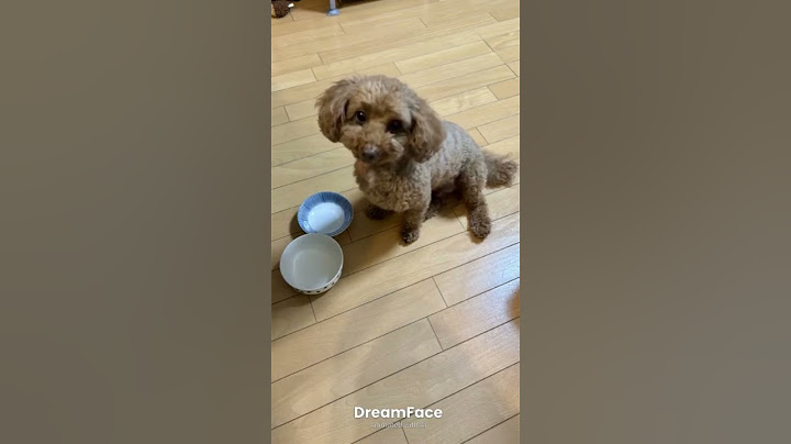 Singing Dog  APT. (Kids Version) #puppy #pets #maltipoo #toypoodle #cute