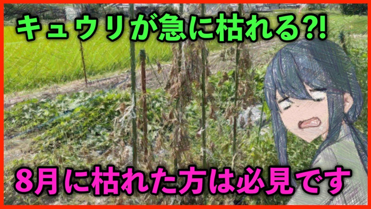 キュウリが8月に突然枯れる原因について 数日で枯れてしまった方は必見です Youtube