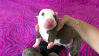 Saints & Sinners Olde English Bulldogges ... 4 day old Puppies OOOUUU iBulldogges®