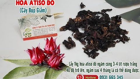 Hoa Atiso Đỏ (Cây Bụp Giấm) | Công dụng của hoa Atiso Đỏ (Cây Bụp Giấm)