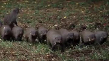 The Battle for Uptown | Banded Brothers (The Mongoose Mob) | BBC Earth