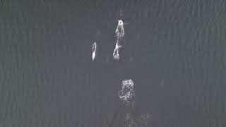 Dolphin dinner party 4K HD