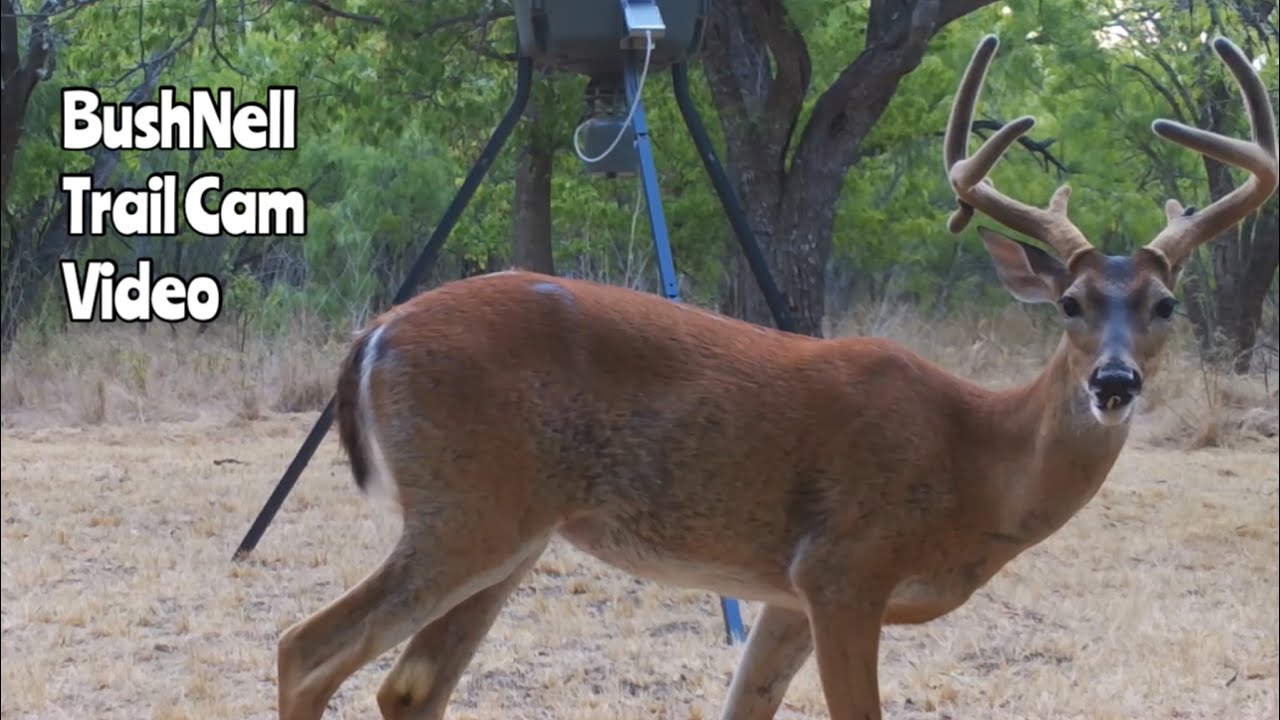 Deer Feeder Cam BushNell Trail Camera Video Aug. 34, 2022 YouTube