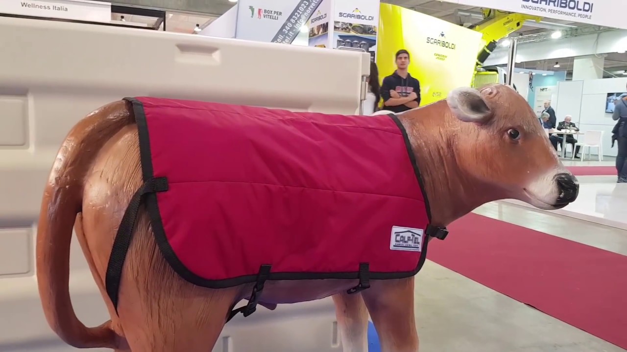Fiera bovina Cremona 2017 ... attrezzature vitelli
