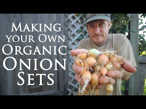 Video: Onion Bamberger: descrizione della varietà