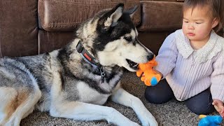 Little Girl Shares Her Toy With Huskies｜Cutest Dog and Baby Interaction!