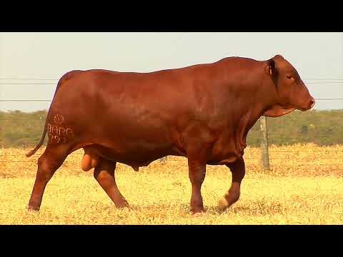 LOTE 54 - BARA 791 - Leilão de Touros Senepol da Barra 2021