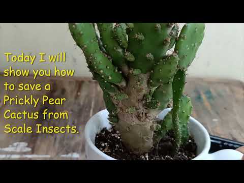How to get rid of Scale Insects on a Prickly Pear Cactus