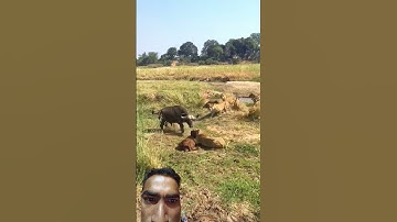 Buffalo Throws Calf in Desperate Rescue Attempt