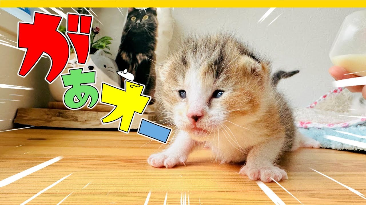 【子猫】ふみふみがかわいすぎる子猫たちのミルク★お引越しします【保護猫生活3日目】