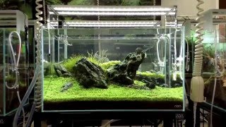 ネイチャーアクウアリウム/龍王石・石組 動物・学校・新潟・長野