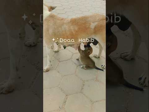 ادي اللي يمشي ورا الكلاب الصغيرة كانوا هيعضوني ابوهم وأمهم اكسبلور قصص