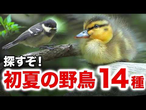 So Cute! The World of Wild Bird Families and Their Chicks - YouTube