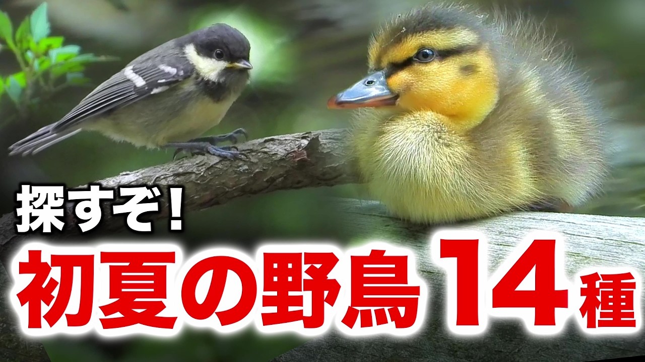 So Cute! The World of Wild Bird Families and Their Chicks - YouTube