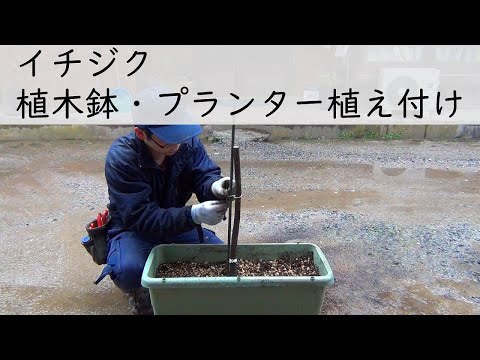 お家で果樹栽培7 イチジク 鉢植え Youtube