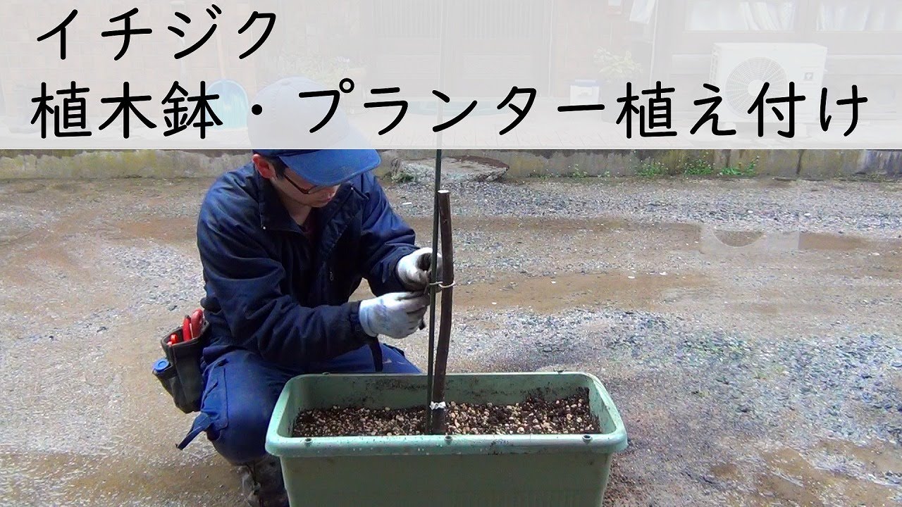 鉢 プランター栽培 イチジク 植え付け Youtube