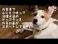 【保護犬達のドッグラン】佐賀県で保護犬達のドッグランを作る計画がスタートしています
