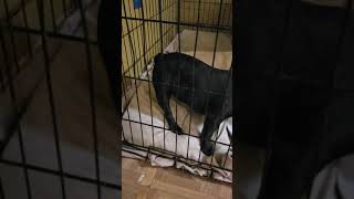 Thicky Minaj Eating Puppy D