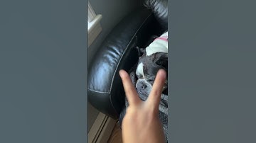 Thumbnail of This song is two seconds long  #newmusic #music #petsrule #cutememes #softpaws #petteezer #pawfect ￼
