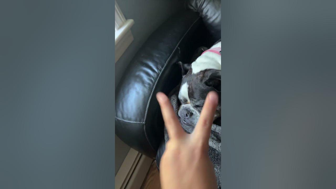 This song is two seconds long #newmusic #music #petsrule #cutememes #softpaws #petteezer #pawfect  This song is two seconds long #newmusic #music #petsrule #cutememes #softpaws #petteezer #pawfect 