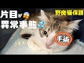 ［野良猫保護］（再）『こまめ』現在『天馬』が眼球摘出手術をしました。モザイク処理をしての再配信。