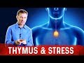 Stress, Thymus Gland and Your Immune System