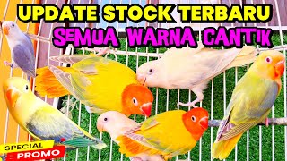 UPDATE HARGA LOVEBIRD TERBARU 26 JULI 2025