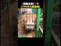 【周囲注意】犬でニヤけたら即退場！ #ほっこりショート thumbnail