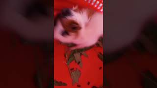 Pink Pink Guinea Piggy eating #guineapig #cute #shortsvideo #pets #shortvideo #animals #reels