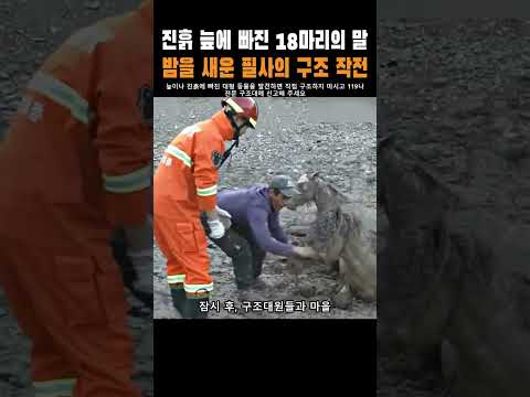 진흙 늪에 빠진 18마리의 말, 밤을 새운 필사의 구조 작전 thumbnail