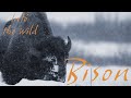 Wild Animals in Nature - Bison in Snow