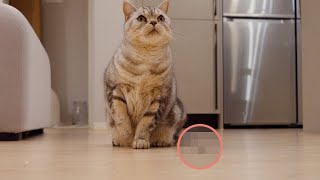 Cat keeps picking up trash from outside. by 수리노을SuriNoel 92,177 views 1 year ago 4 minutes, 47 seconds