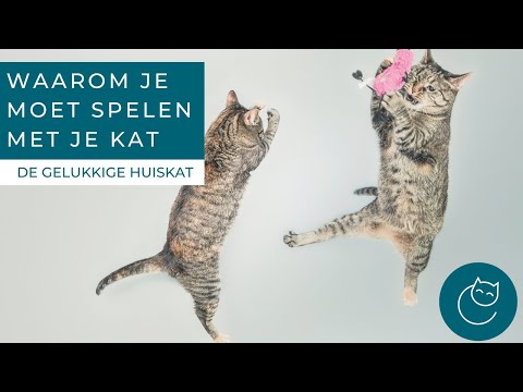 Video: Waarom spelen belangrijk is voor je kat