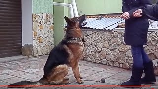 ПРЫГУЧИЙ АРНОЛЬД. Кобель немецкой овчарки 2 года. Male German Shepherd 2 years. Одесса. ПРЫГУЧИЙ АРНОЛЬД. Кобель немецкой овчарки 2 года. Male German Shepherd 2 years. Одесса.