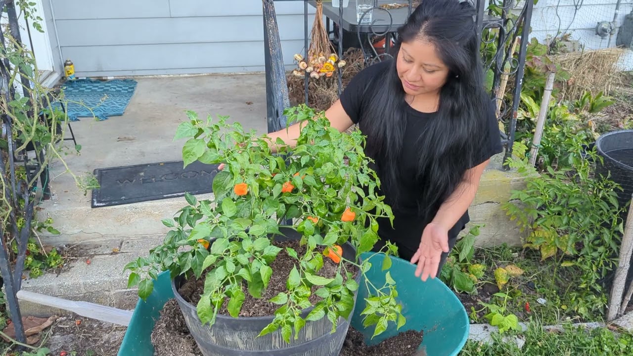 Como salvar tu planta de Chile del invierno