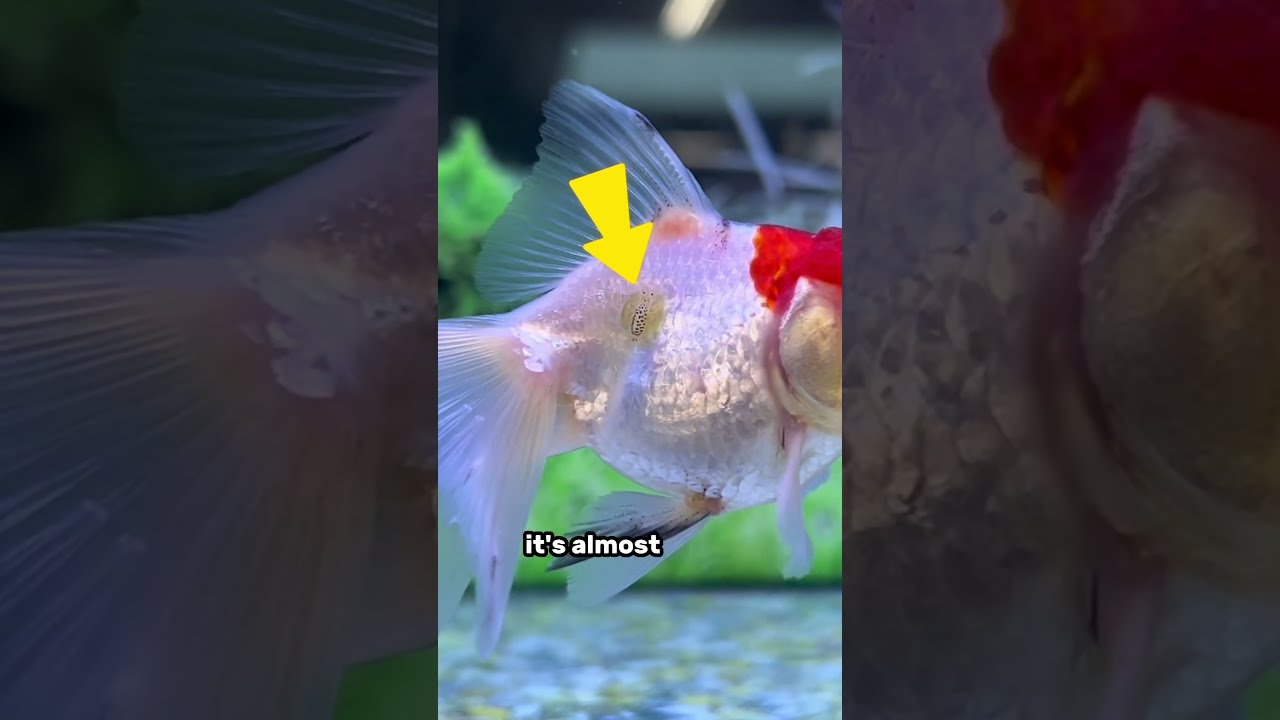 MASSIVE PARASITE On Goldfish