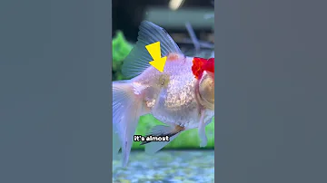 MASSIVE PARASITE on goldfish