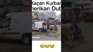 bu ne biçim kurbanlık inek yavvv