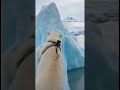 A polar bear cam just found THIS under the Arctic ice🥶❄️ #polarbear#shorts#mystery