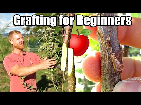 Video: Poding av epletrær om høsten: hvordan og hvorfor bør det gjøres