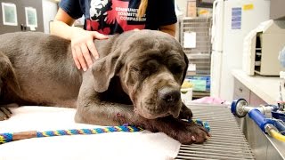 She cried the whole way to the shelter  Stray Rescue of St.Louis