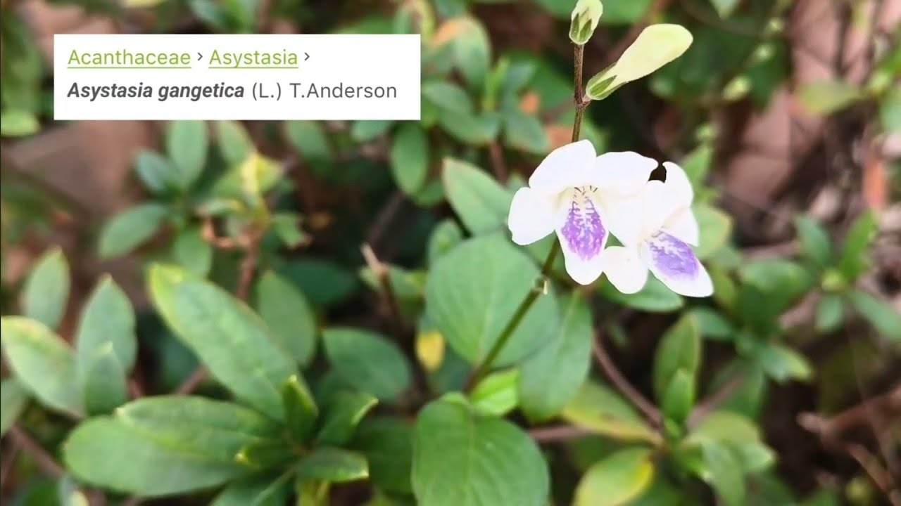 AHN #067a Dogs & More